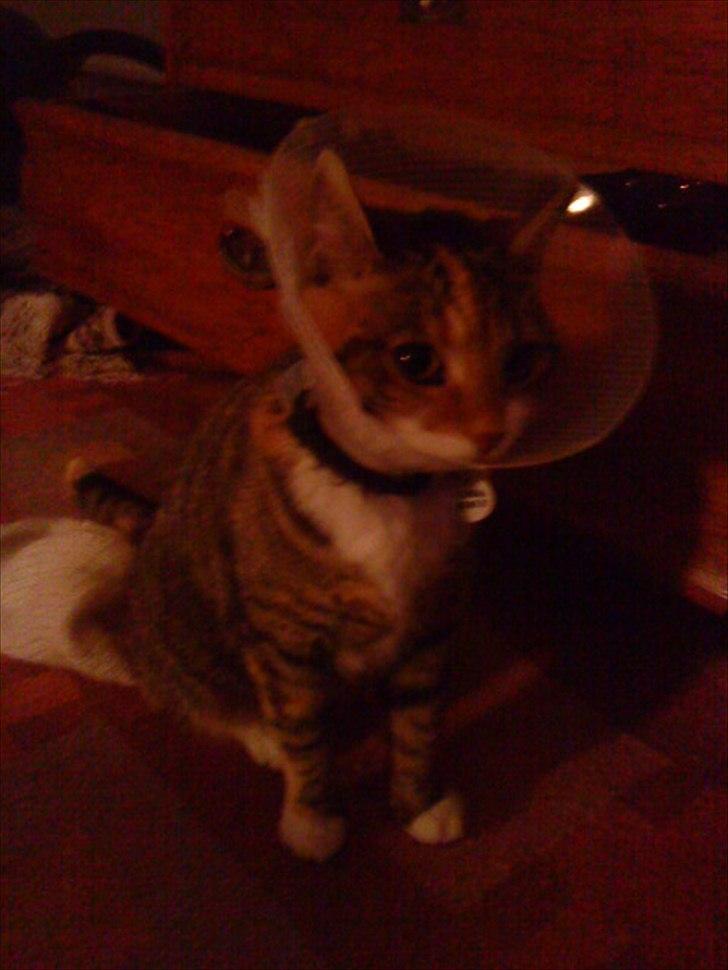 Blanding af racer Dina billede 13