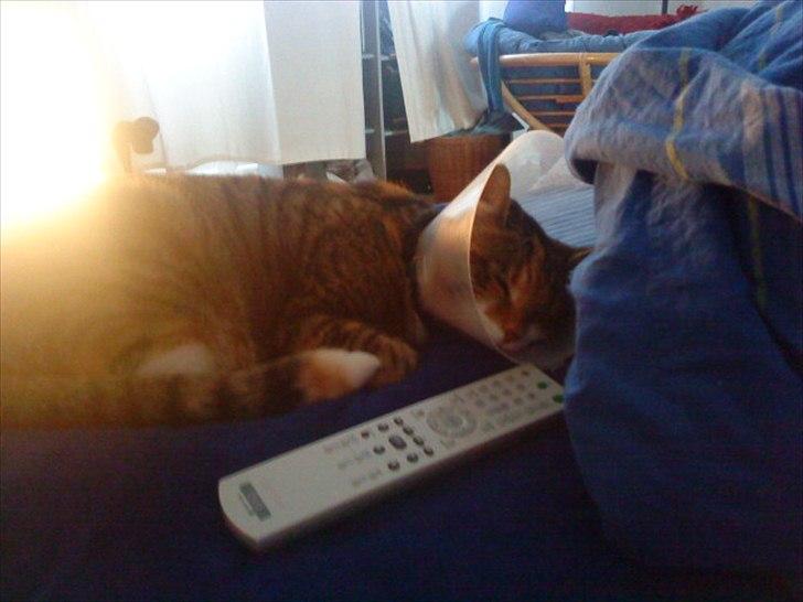 Blanding af racer Dina billede 14