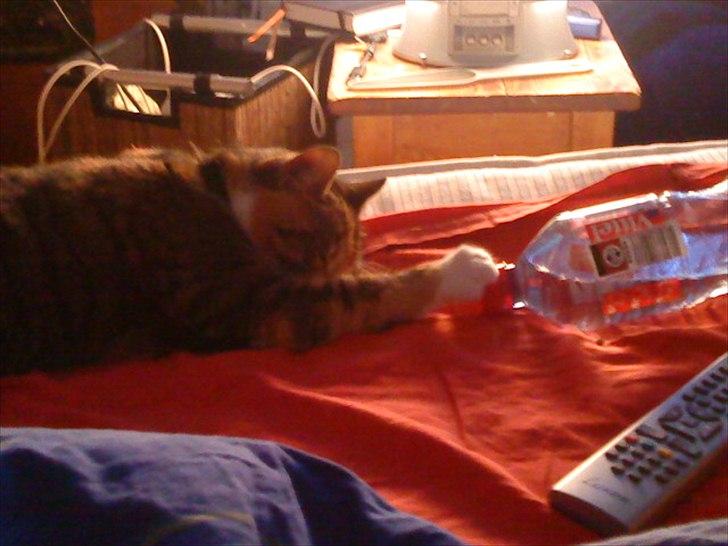 Blanding af racer Dina billede 15