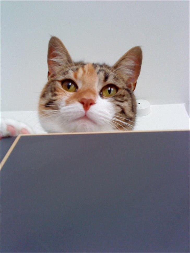 Blanding af racer Dina billede 16