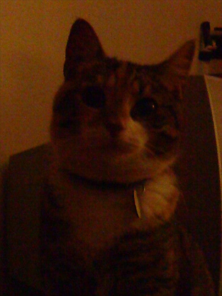 Blanding af racer Dina billede 17