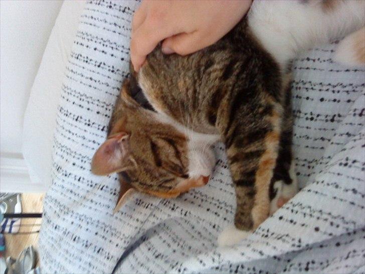 Blanding af racer Dina billede 18