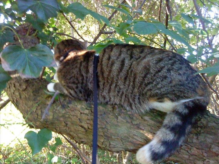 Blanding af racer Dina billede 19