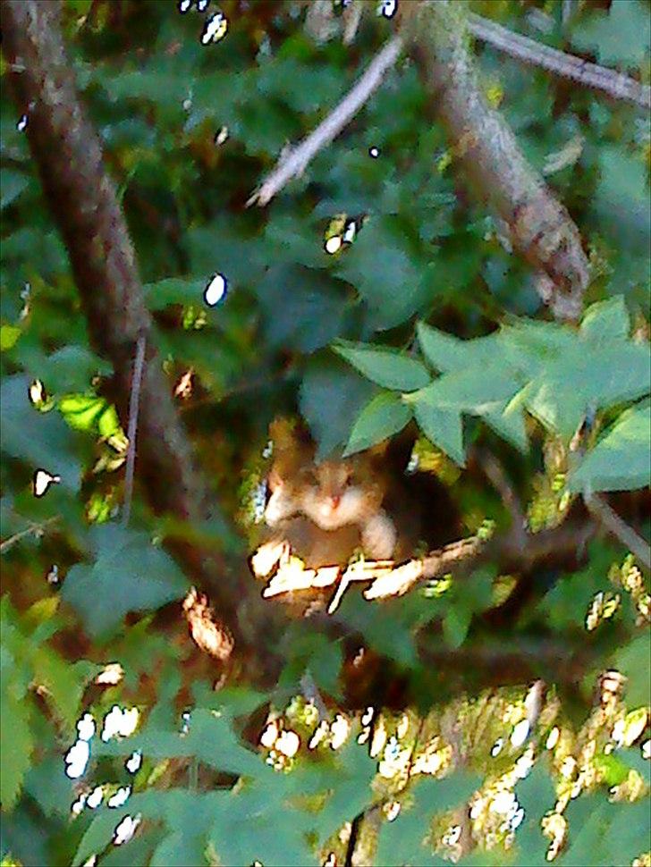 Blanding af racer Dina billede 20