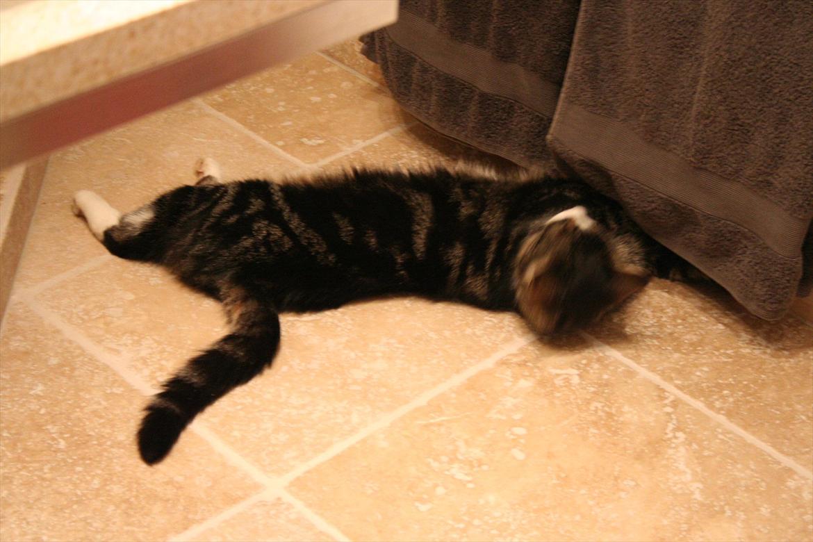 Blanding af racer Striber - LEGESYG KAN VI OGSÅ VÆRE<3
Love you<3 billede 9