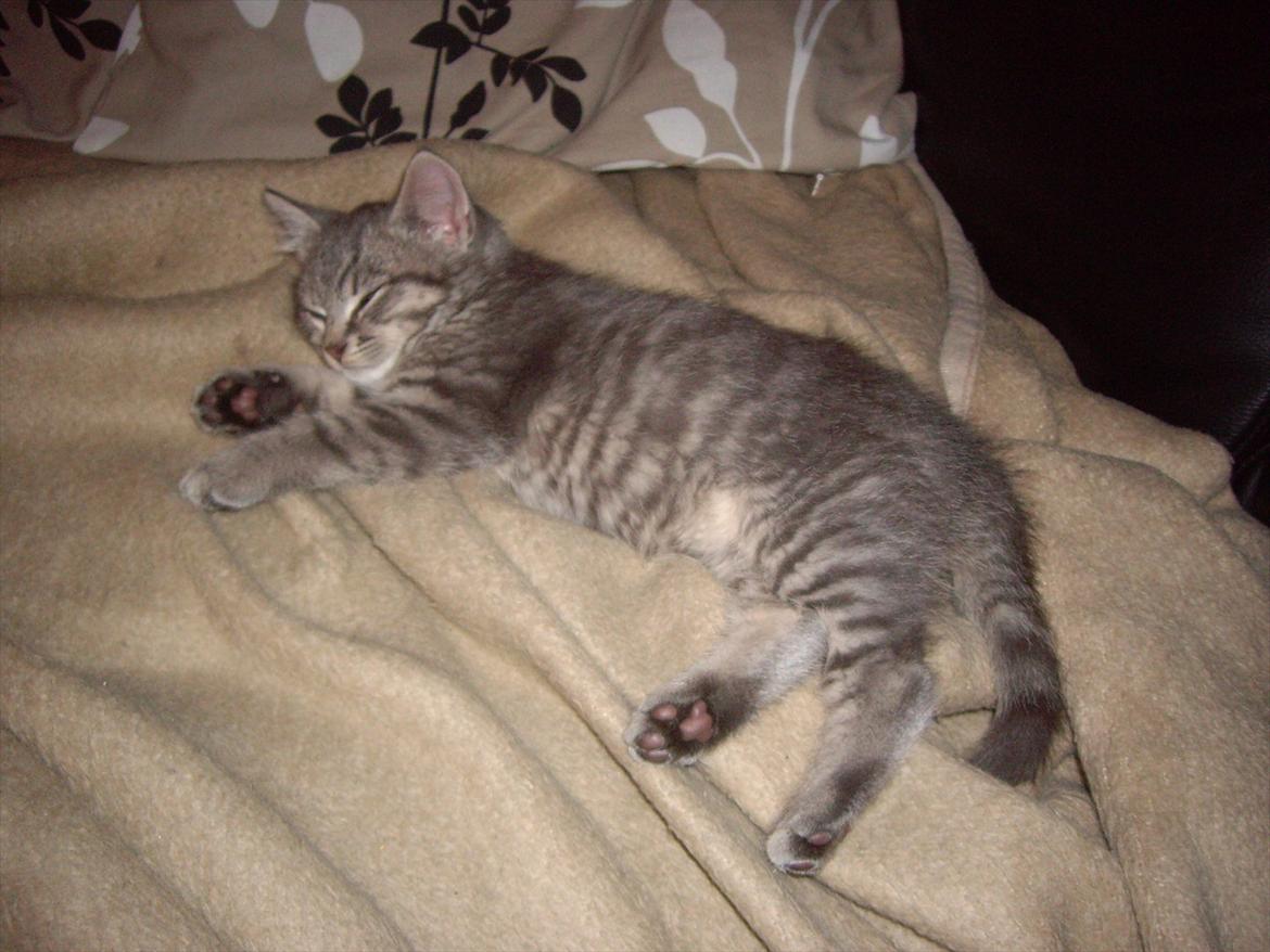 Blanding af racer Basse - Baby billede :) billede 1