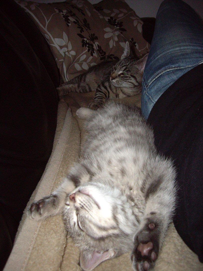 Blanding af racer Basse billede 2