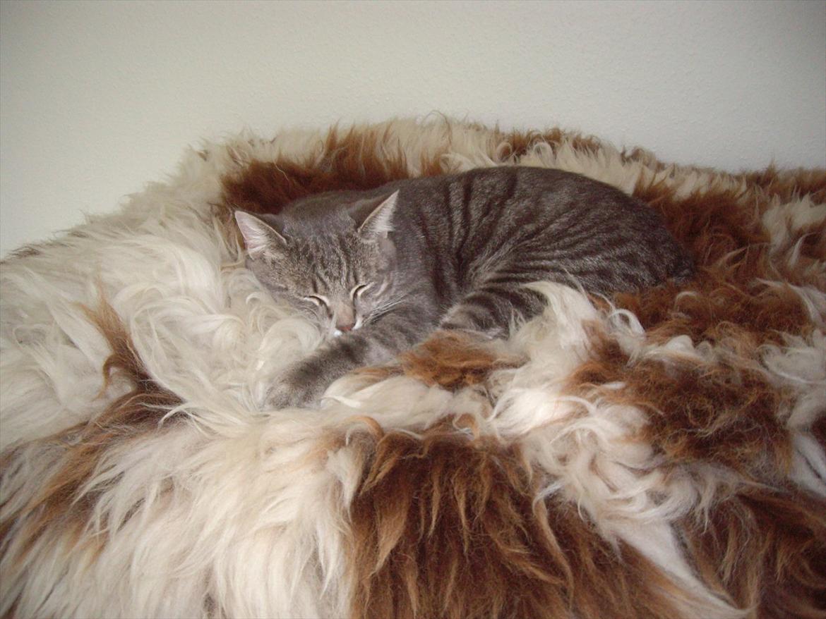 Blanding af racer Basse billede 3