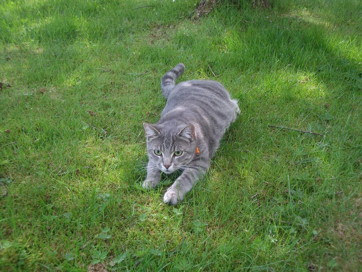 Blanding af racer Basse - Basse på rov i haven :) billede 4