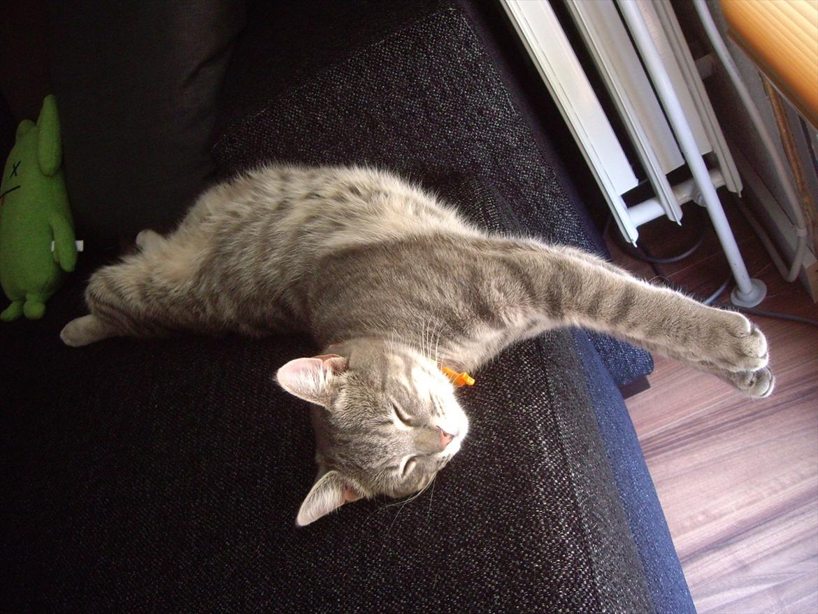 Blanding af racer Basse billede 5