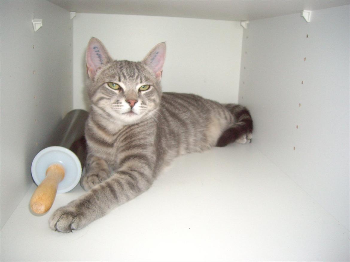 Blanding af racer Basse billede 6