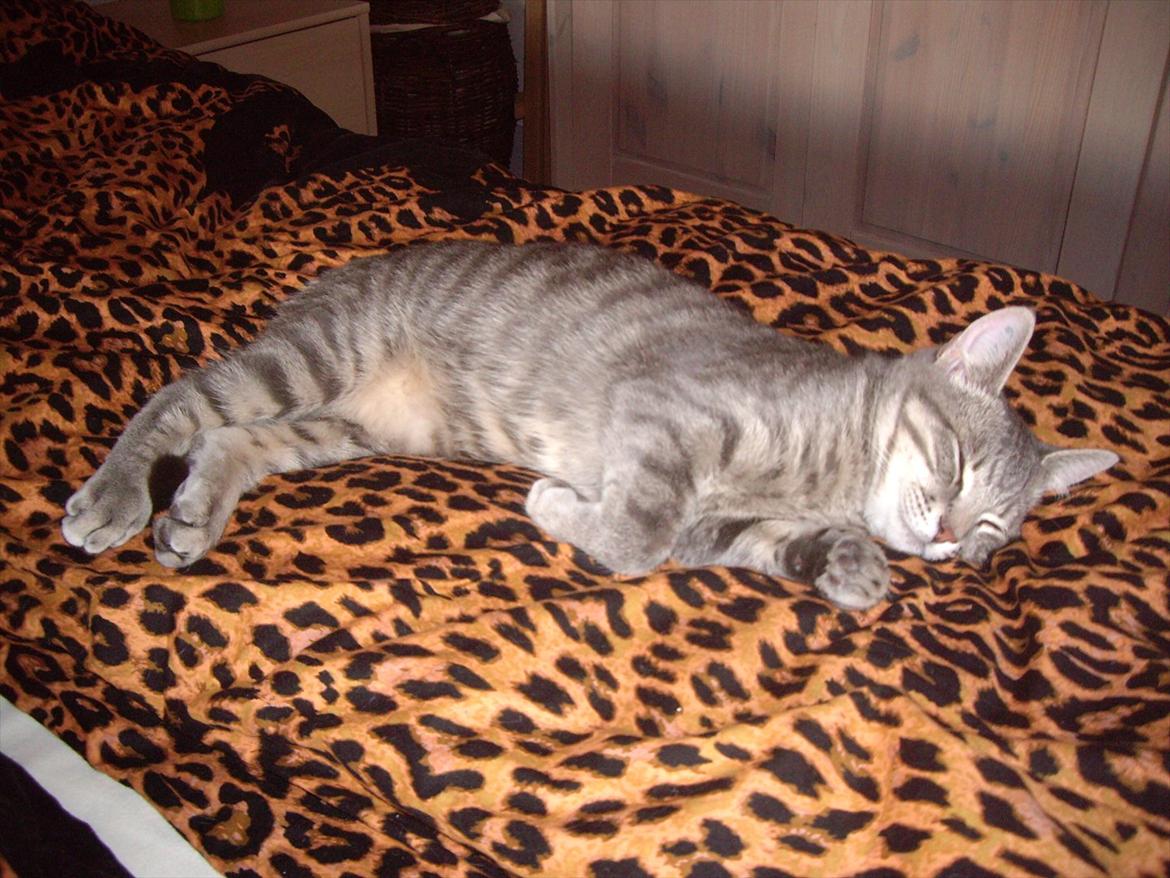 Blanding af racer Basse billede 7