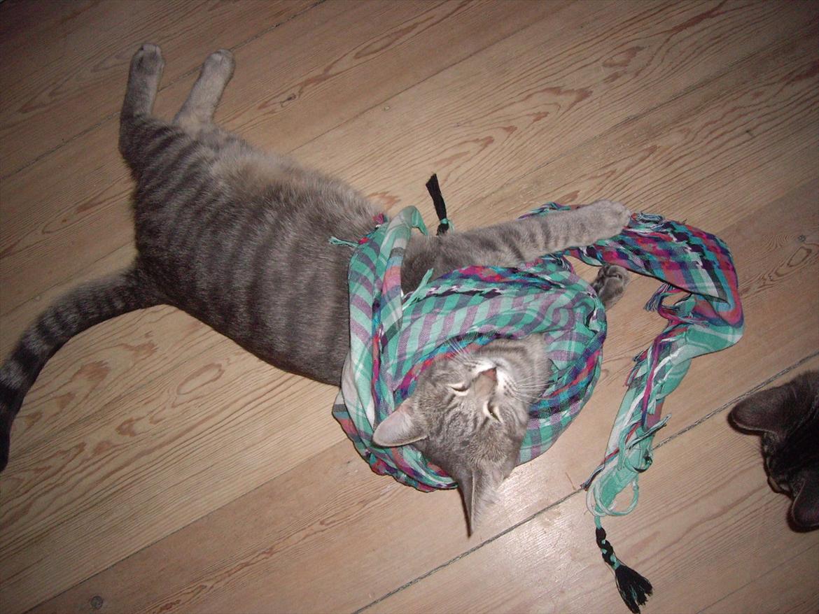 Blanding af racer Basse billede 8