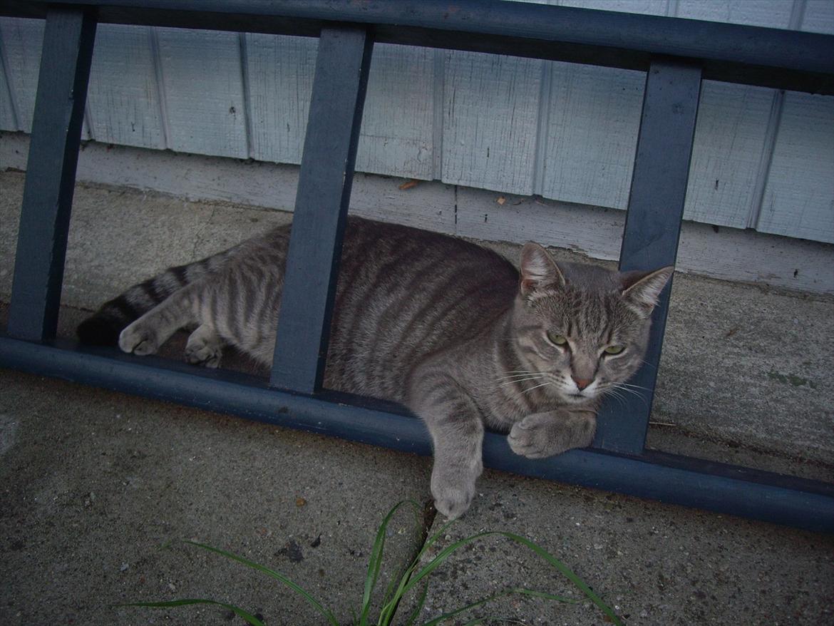 Blanding af racer Basse billede 9