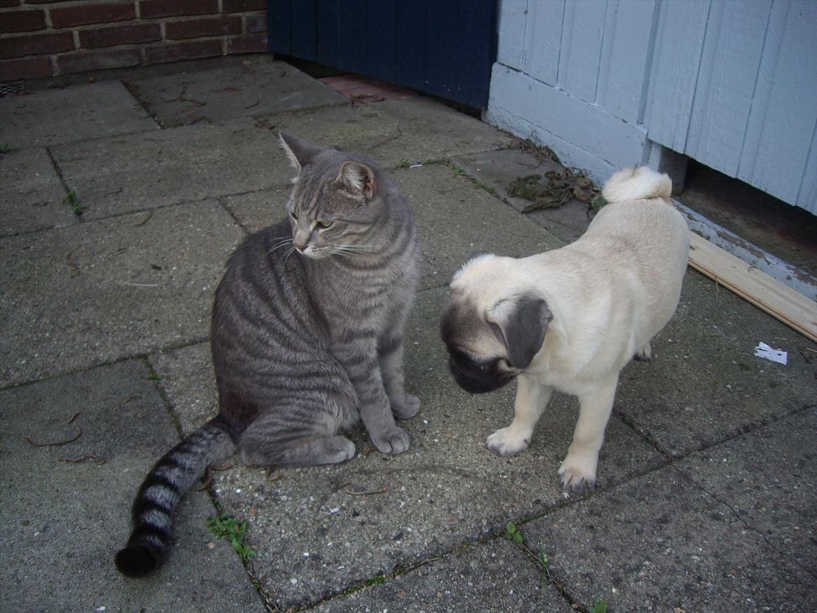 Blanding af racer Basse - Basse og Modjo :P billede 10