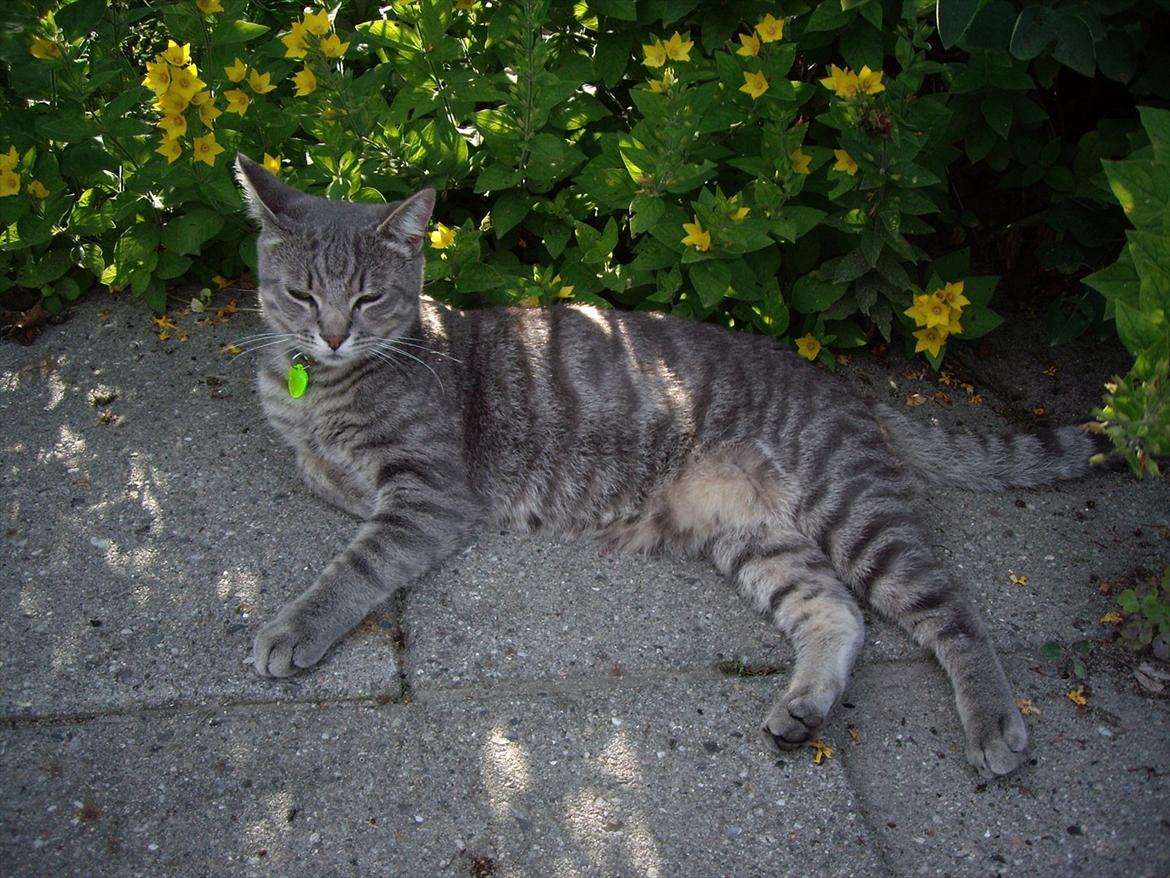 Blanding af racer Basse billede 11