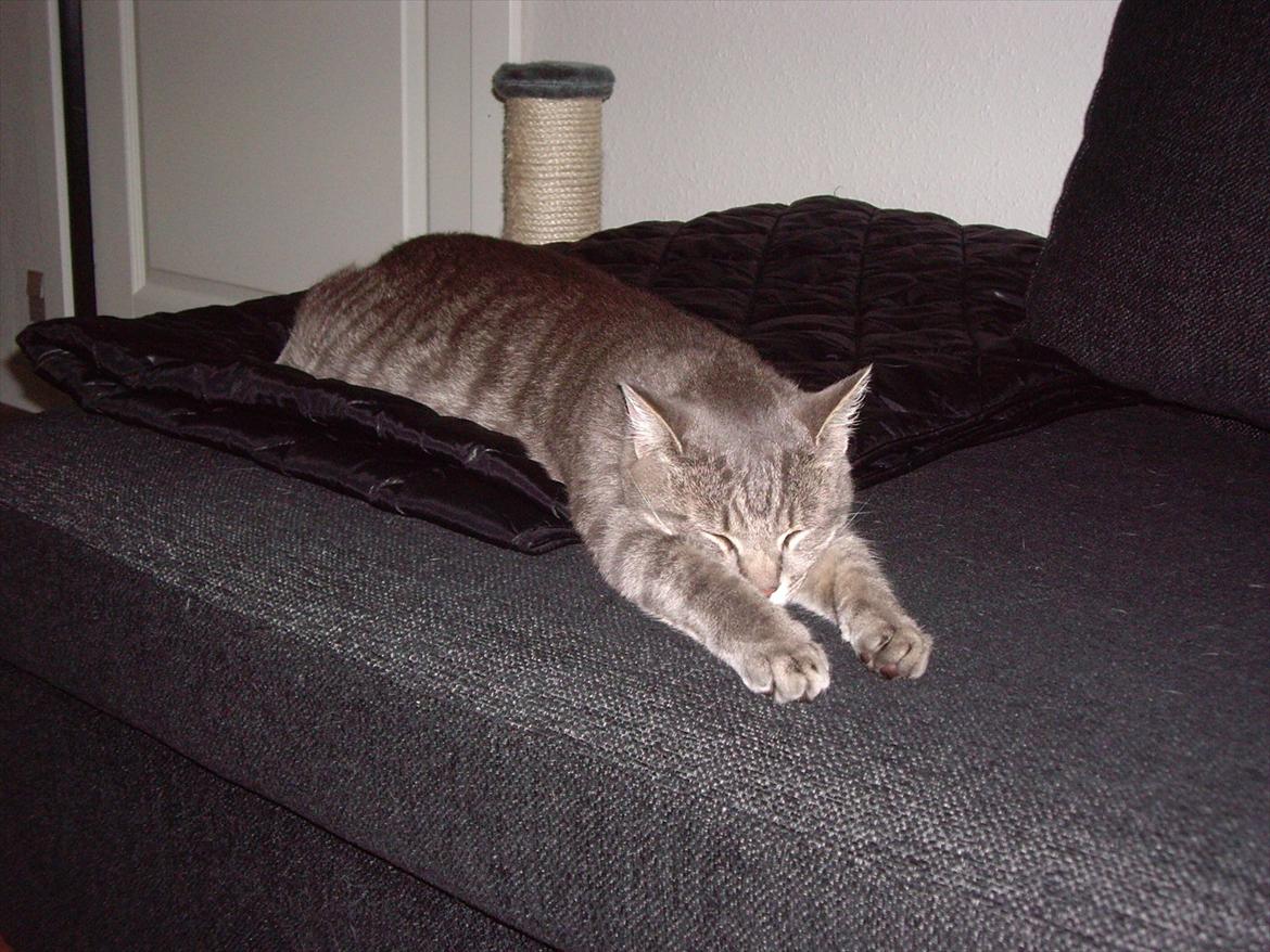 Blanding af racer Basse billede 12