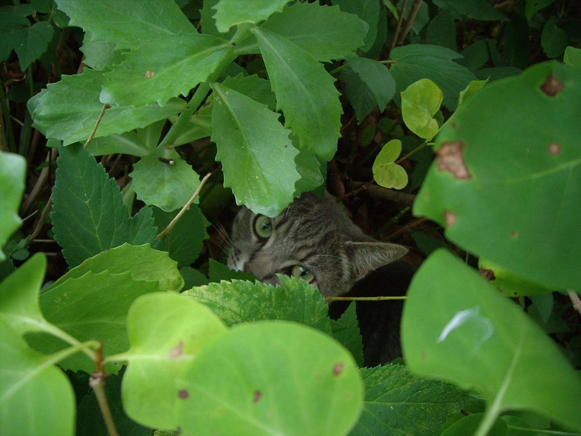 Blanding af racer Basse billede 13