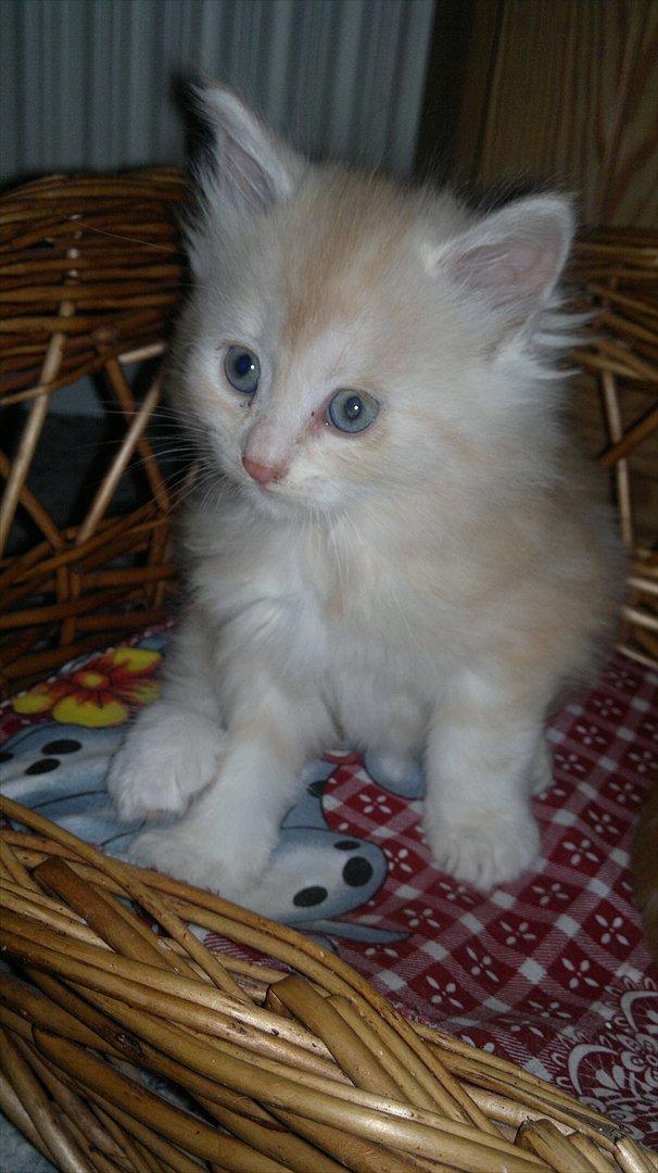 Blanding af racer kitte mis billede 1