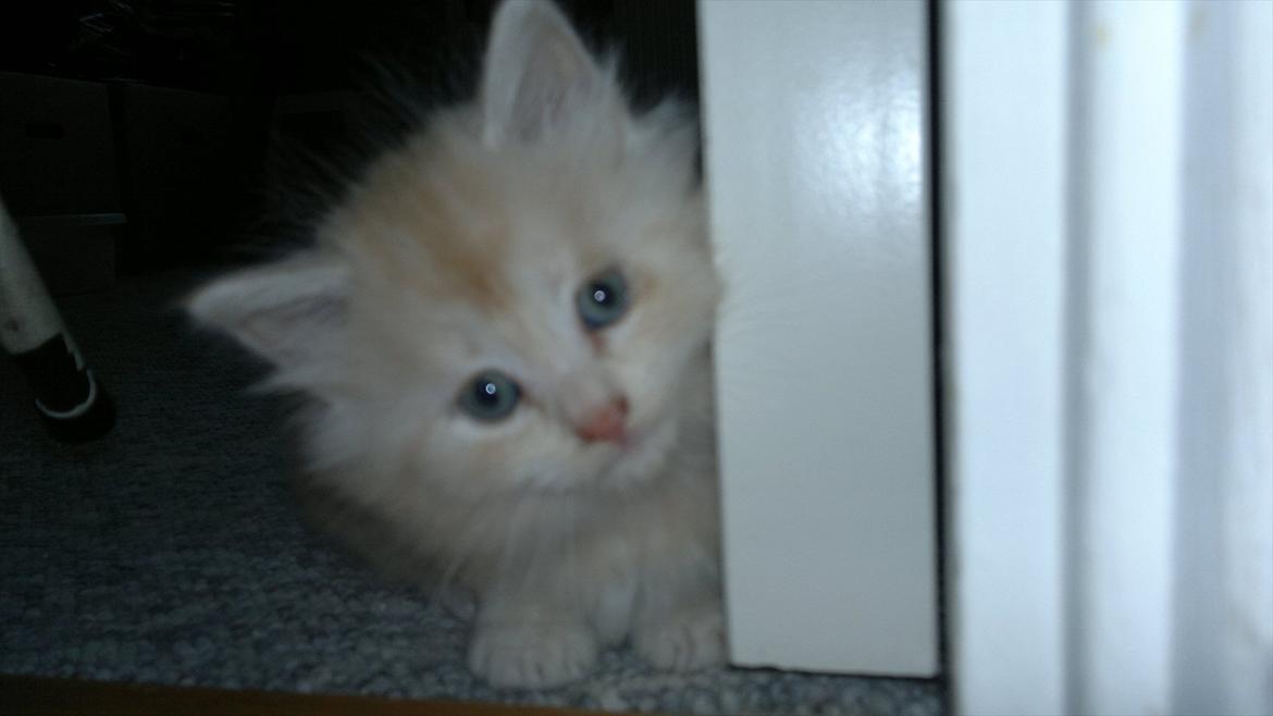 Blanding af racer kitte mis billede 2