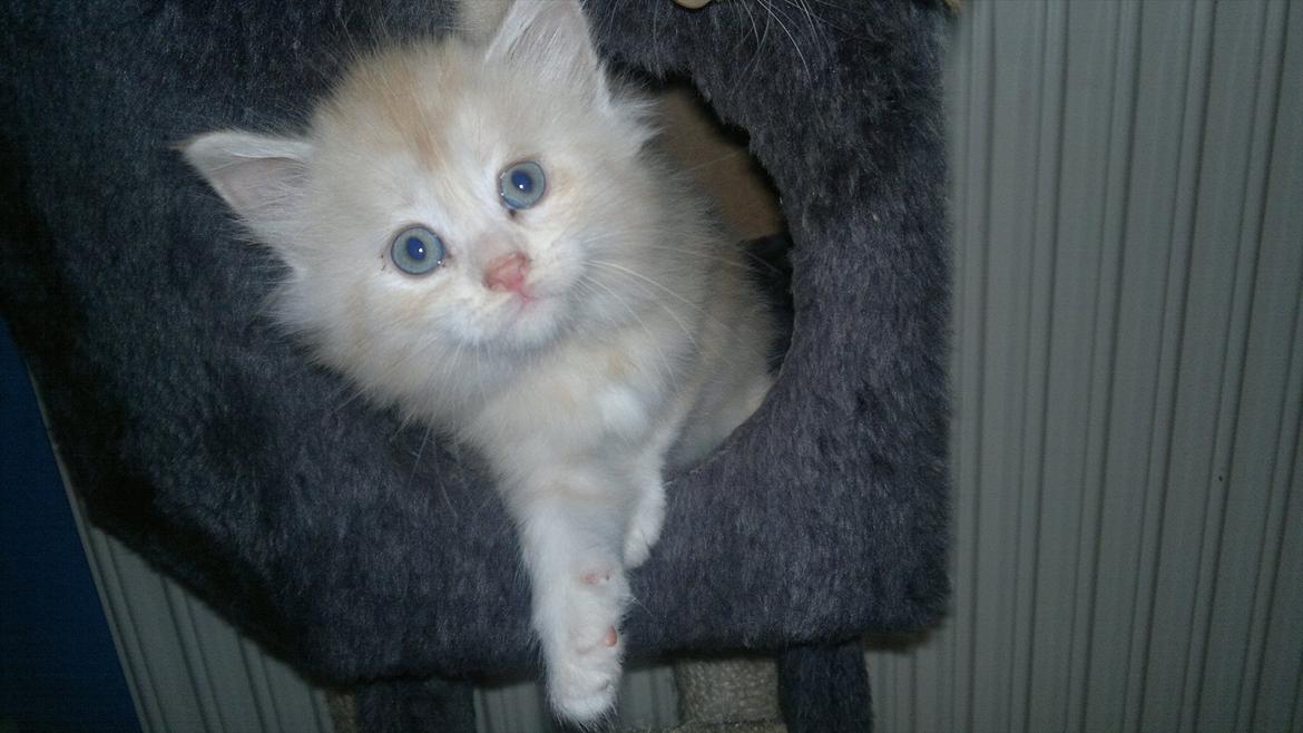 Blanding af racer kitte mis billede 3