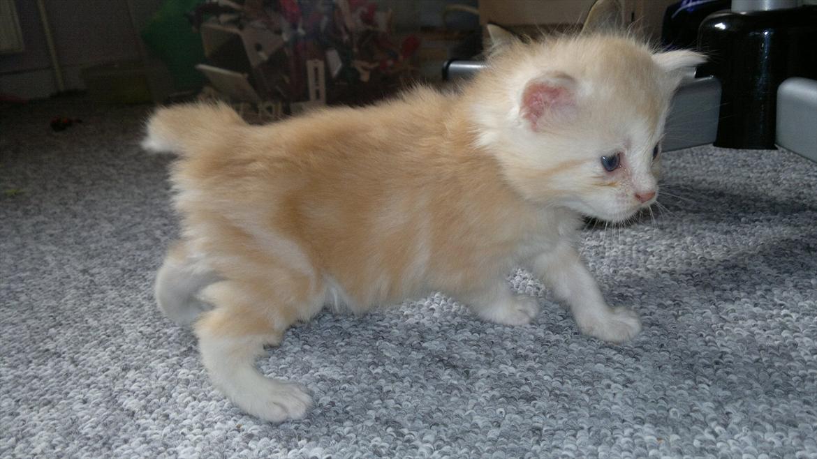 Blanding af racer kitte mis billede 4