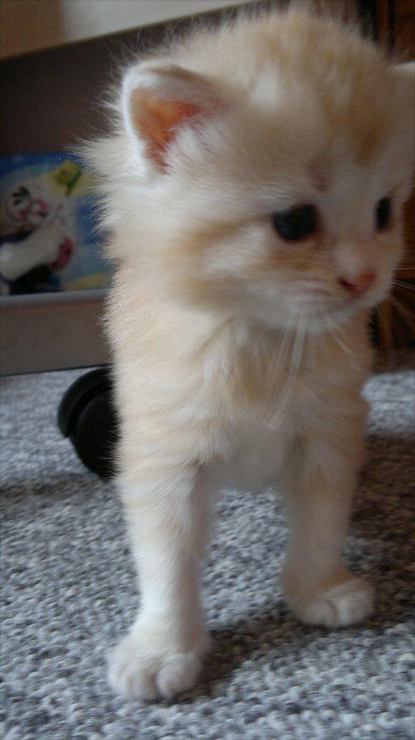 Blanding af racer kitte mis billede 5