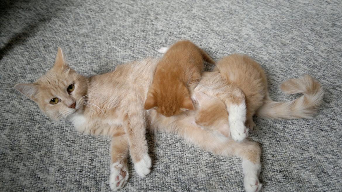 Blanding af racer kitte mis billede 6