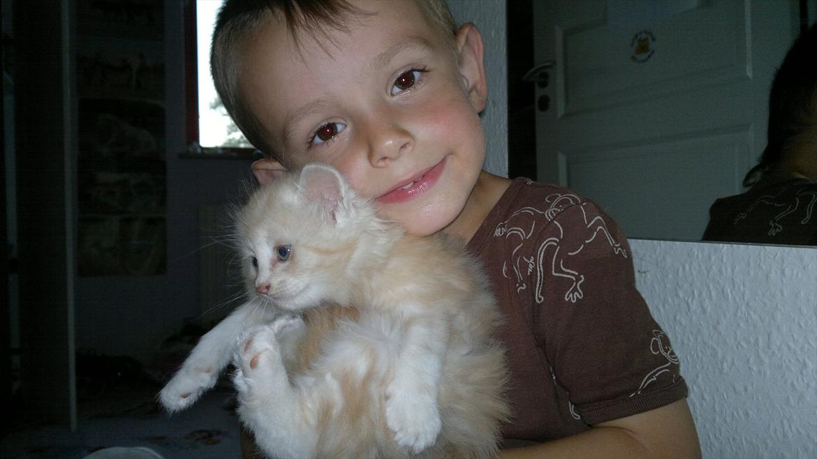 Blanding af racer kitte mis billede 7