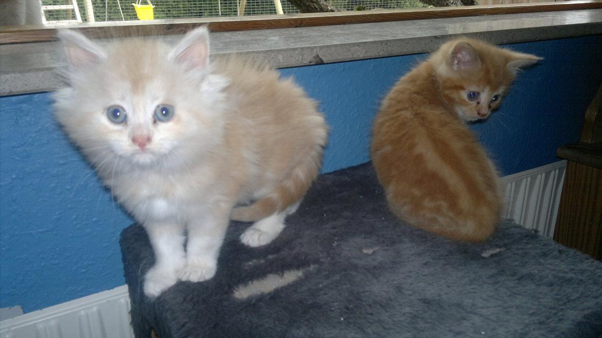 Blanding af racer kitte mis billede 8