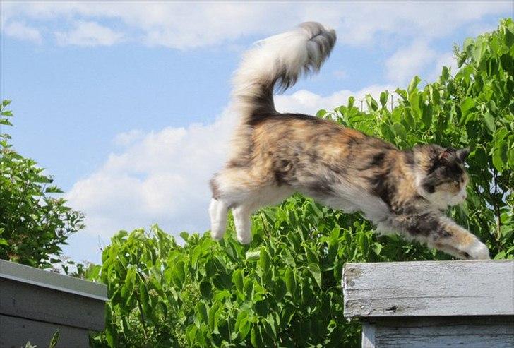 Maine Coon DK NewFarms Fiona / Freja - Foto: Min søde veninde, Cilja R. T. billede 17