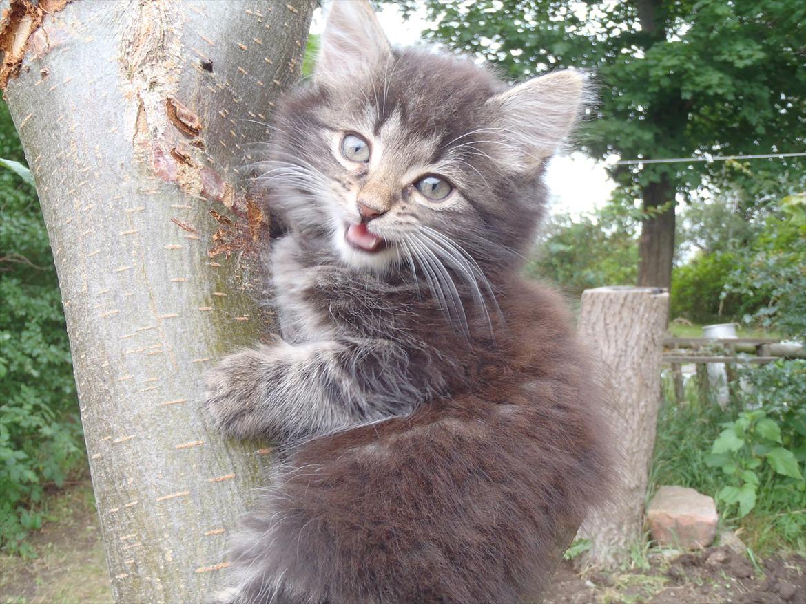 Blanding af racer Fnug billede 2