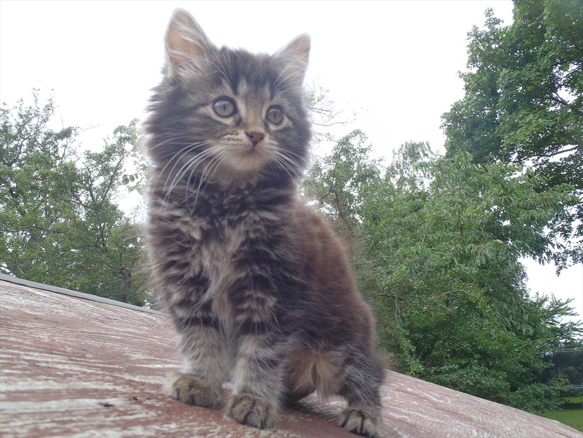 Blanding af racer Fnug billede 3