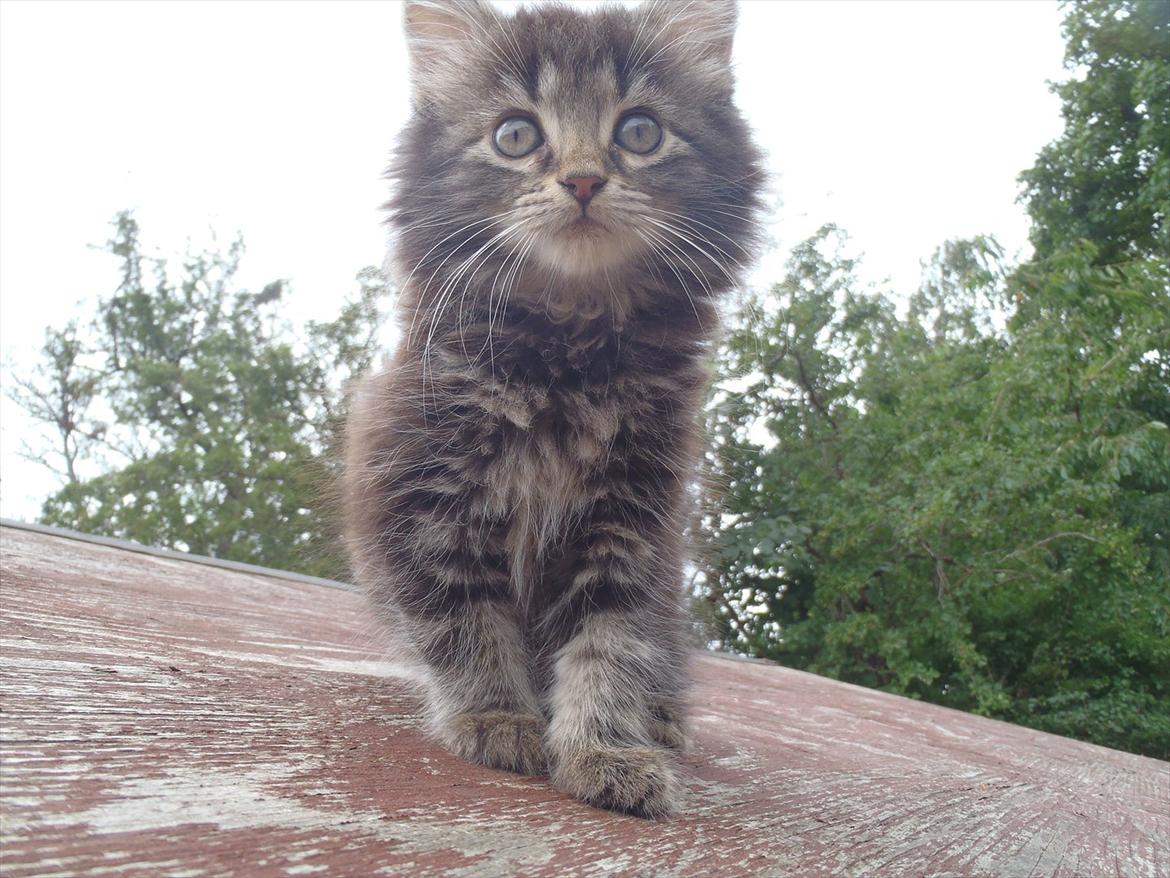 Blanding af racer Fnug billede 4