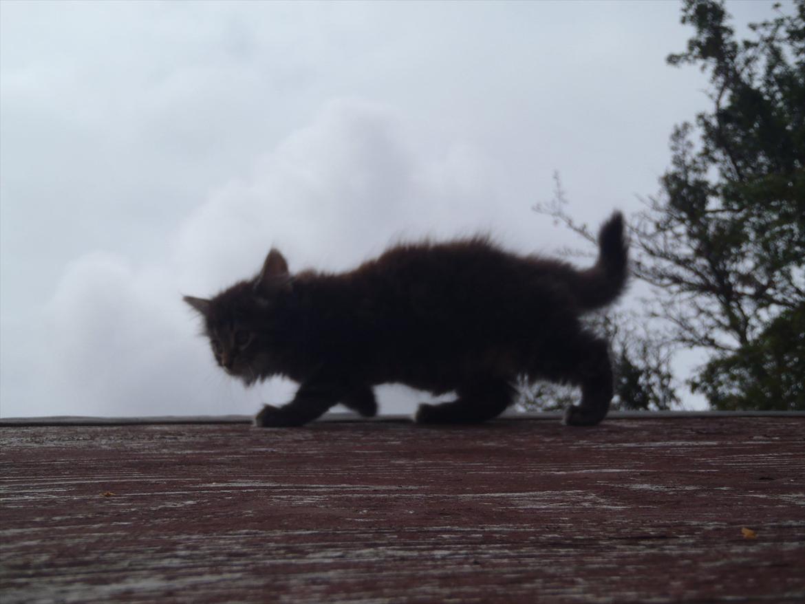 Blanding af racer Fnug billede 5