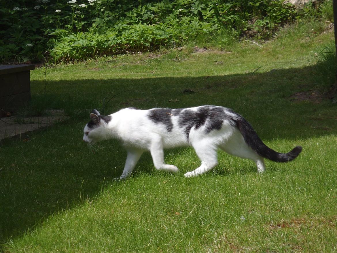 Blanding af racer Ranva (rille) billede 1