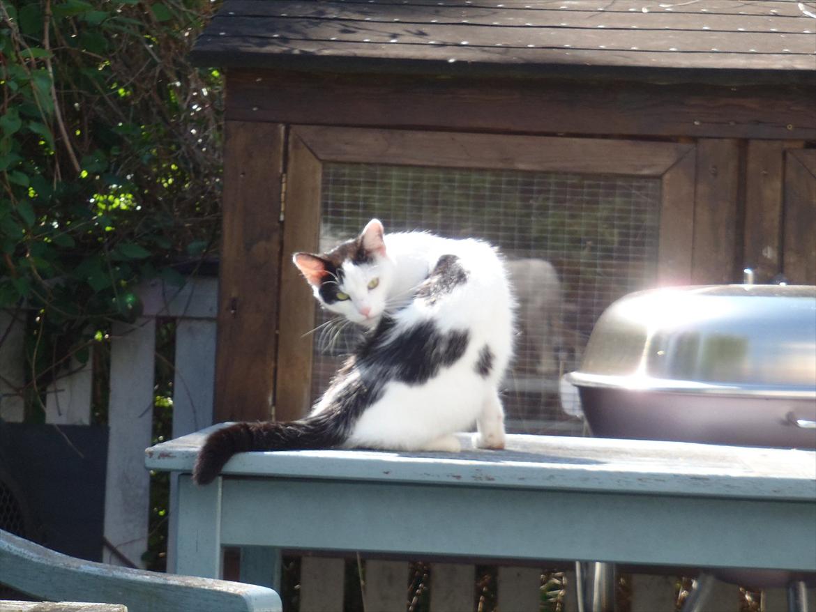 Blanding af racer Ranva (rille) billede 2