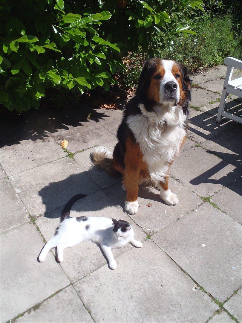 Blanding af racer Ranva (rille) billede 3