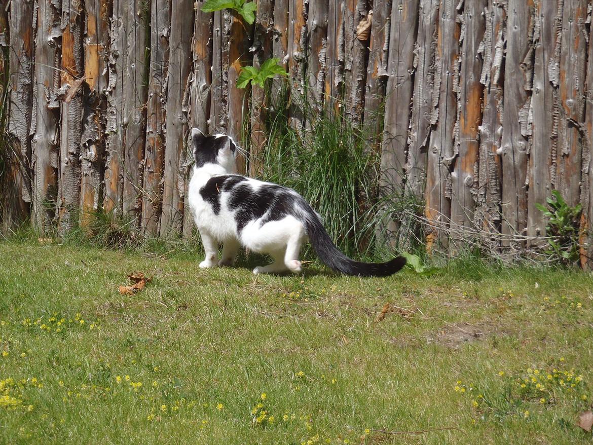 Blanding af racer Ranva (rille) billede 4