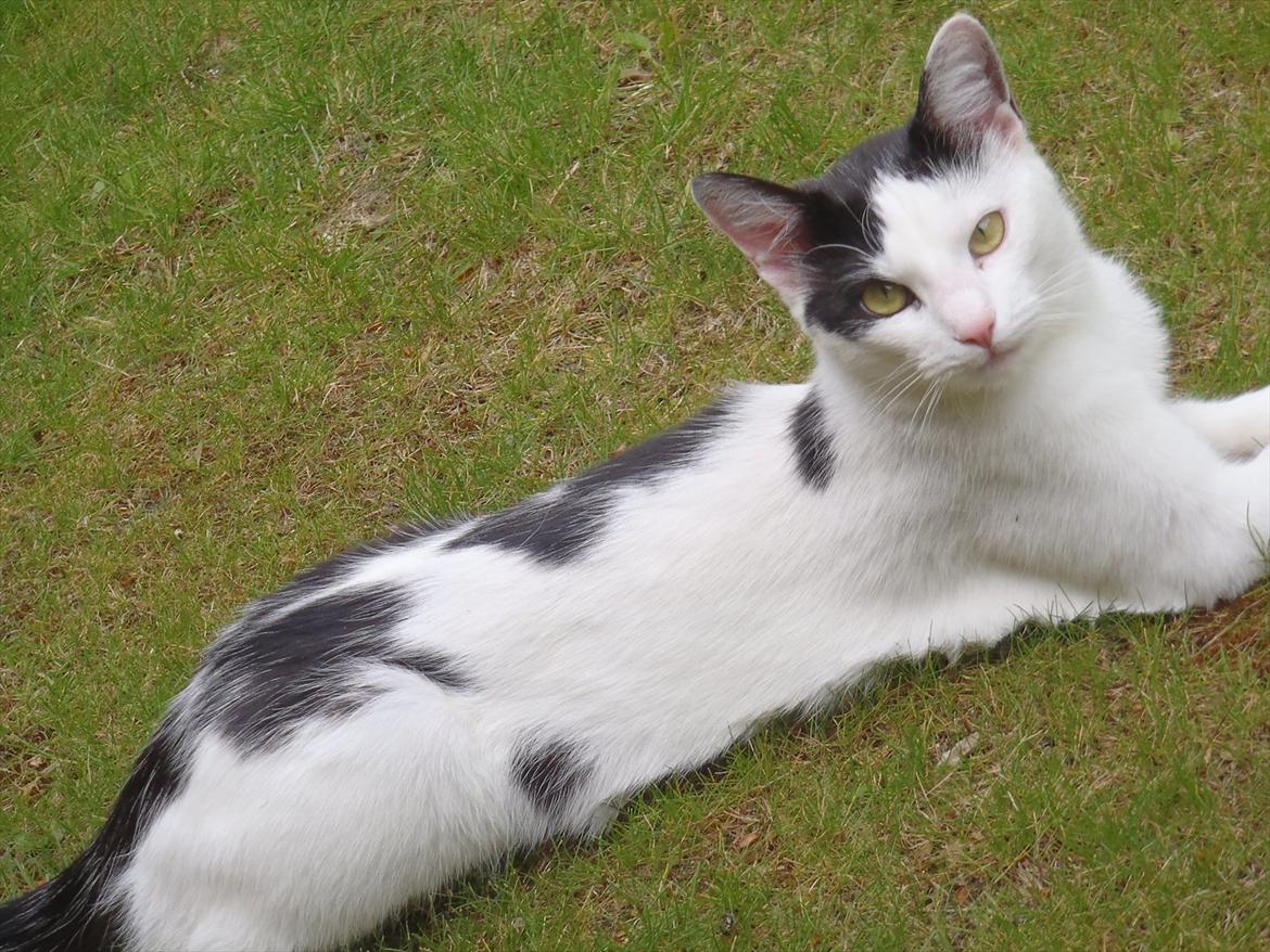 Blanding af racer Ranva (rille) billede 5