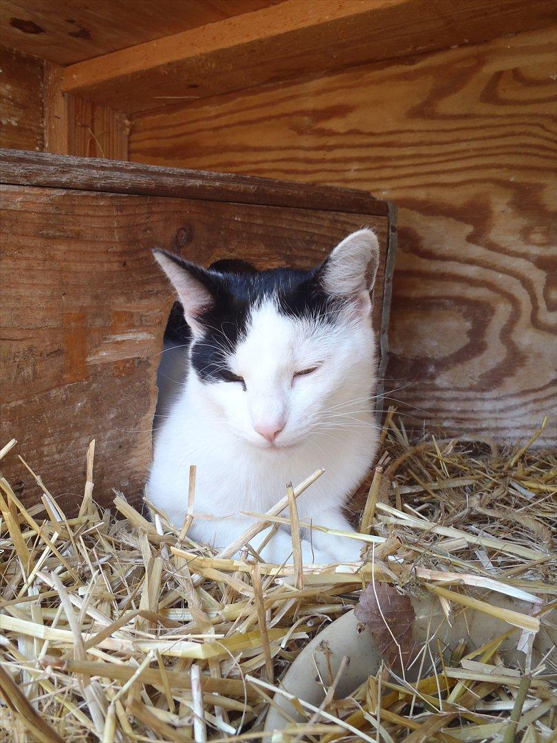 Blanding af racer Ranva (rille) billede 6