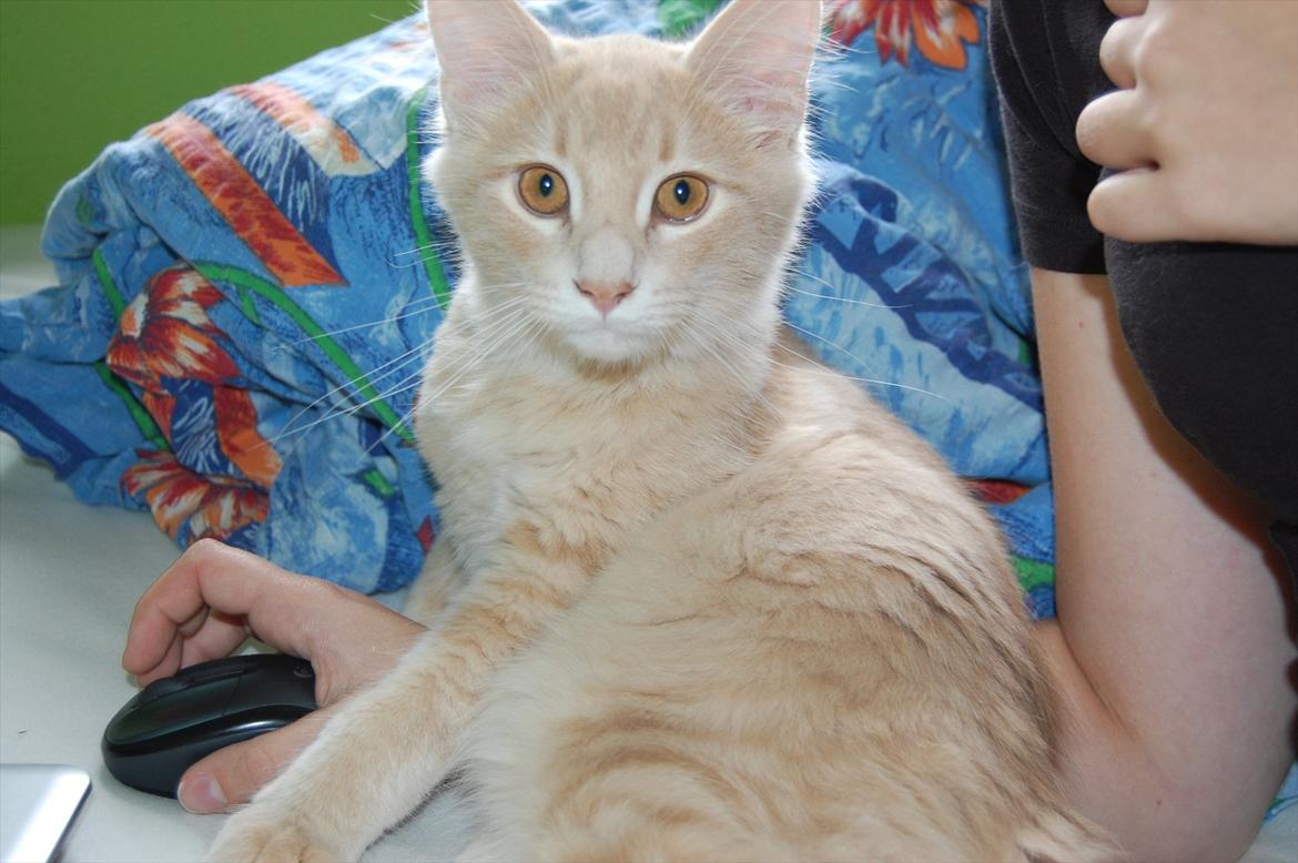Maine Coon Lykken Pegasus aka. Preben:-* #FARS KAT# - Preben er altid behjælpelig(; billede 3