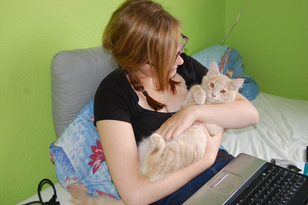 Maine Coon Lykken Pegasus aka. Preben:-* #FARS KAT# - Min baby:-* billede 4