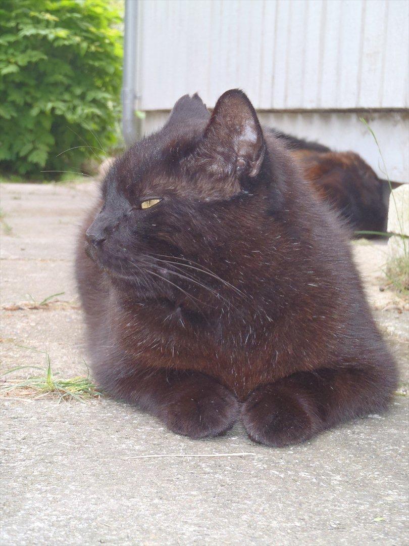 Blanding af racer Sambo billede 3