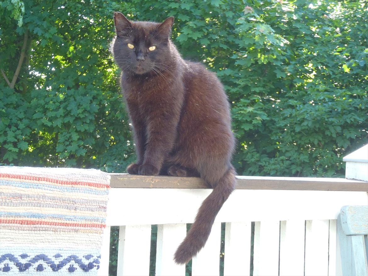 Blanding af racer Sambo billede 4