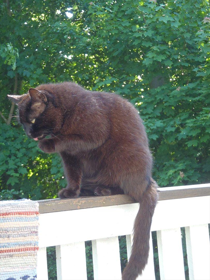 Blanding af racer Sambo billede 5