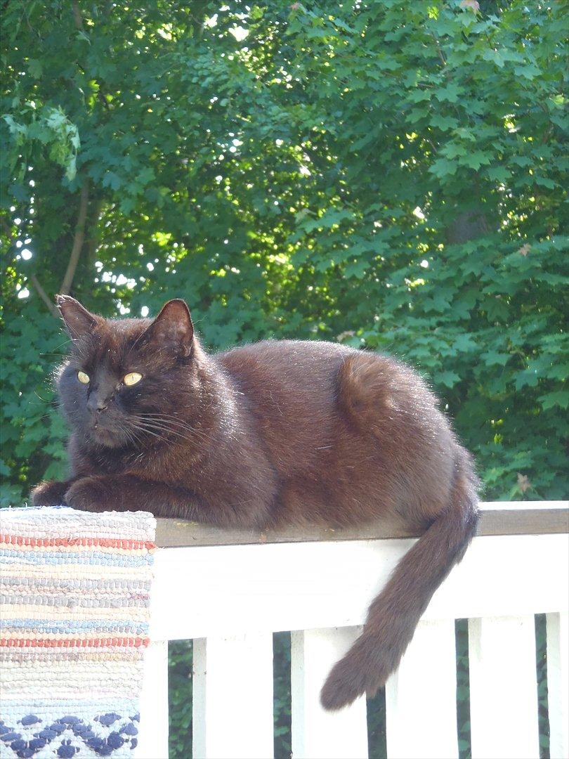 Blanding af racer Sambo billede 6