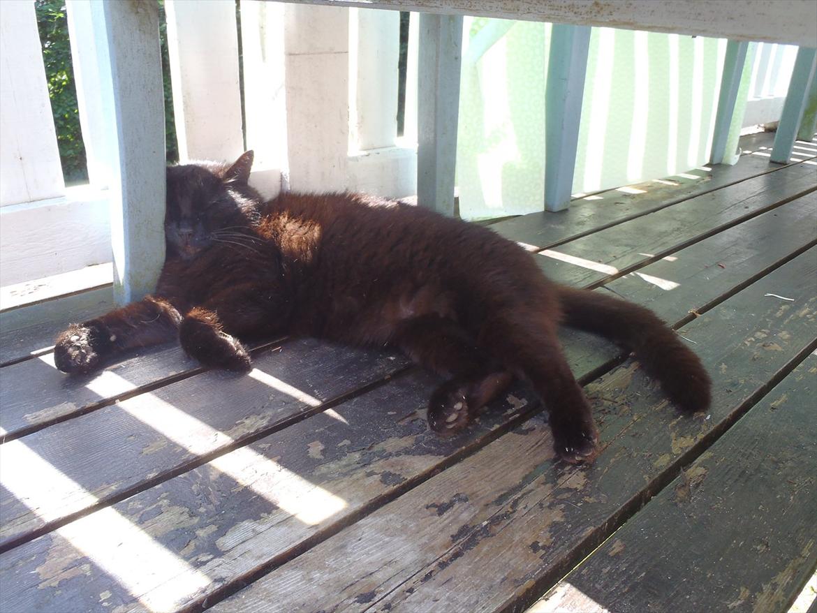 Blanding af racer Sambo billede 7