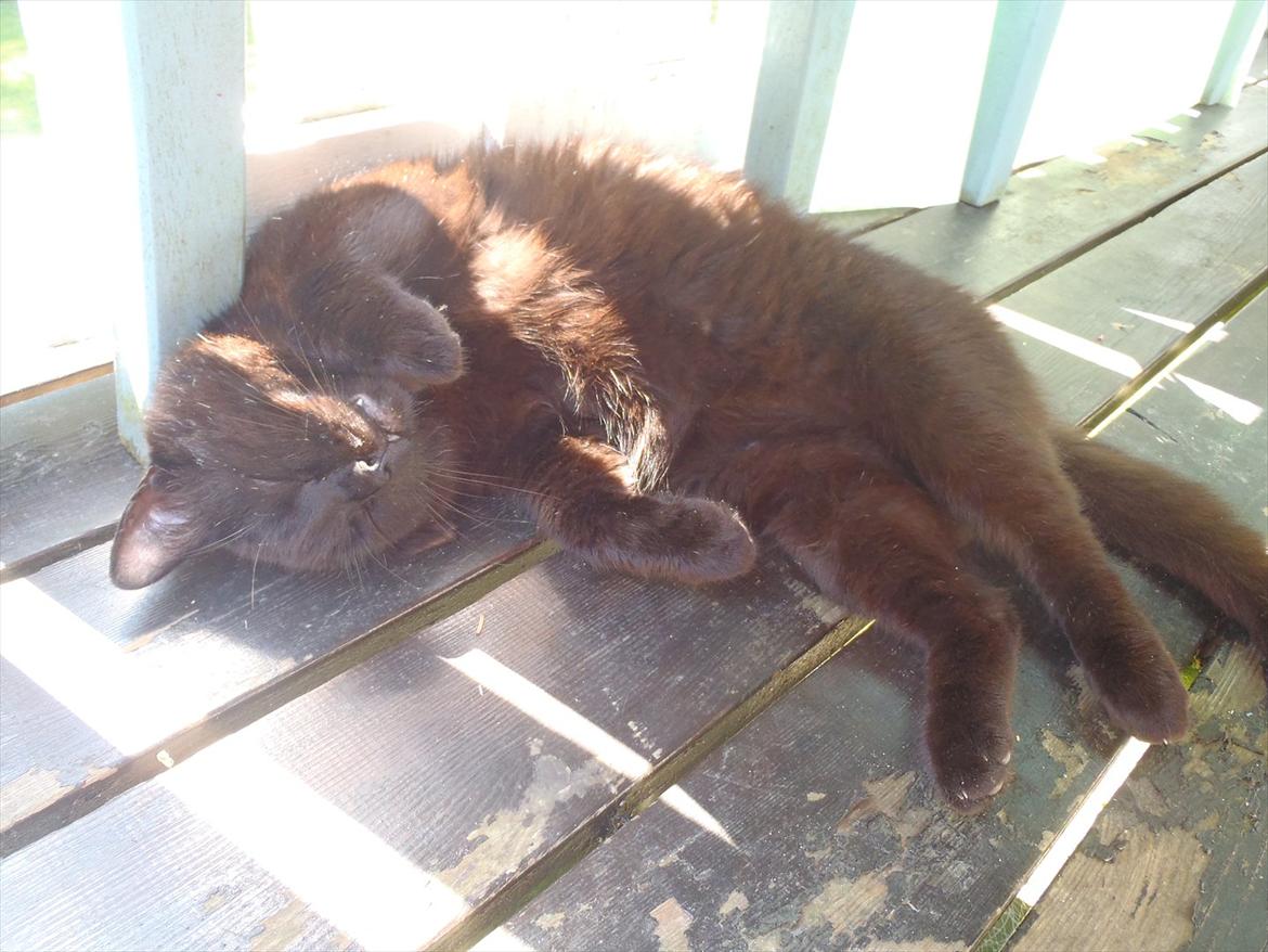 Blanding af racer Sambo billede 8