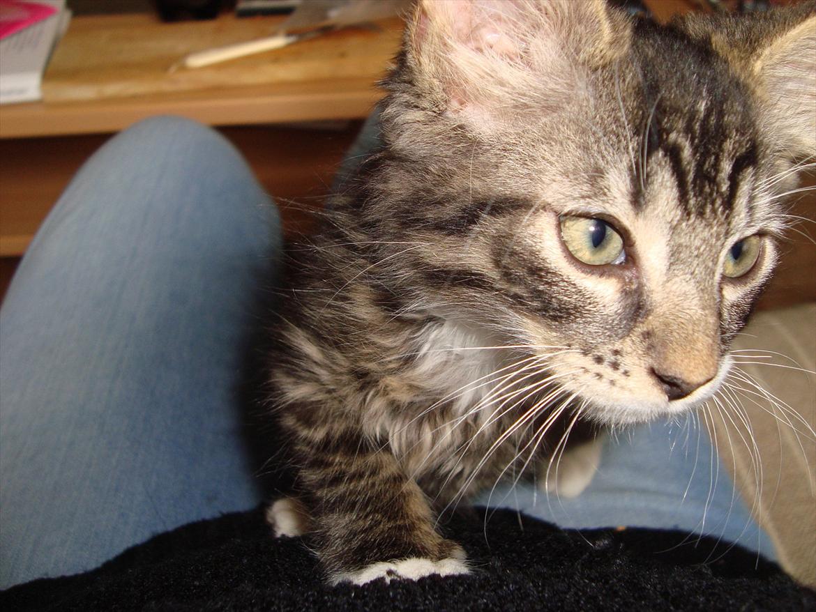 Blanding af racer McQueen (tidl. kat) - McQueen 12 uher gammel billede 1